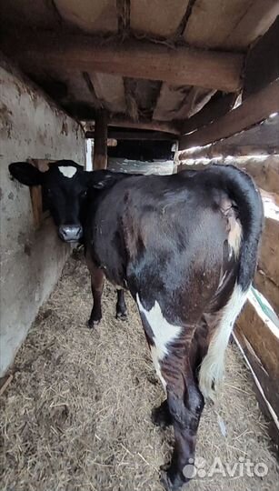 Продам быка, телят, коров