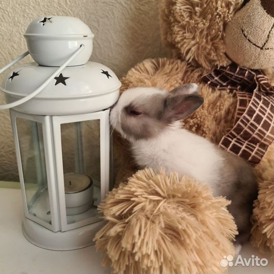 Карликовый кролик