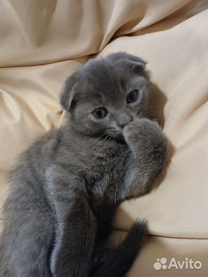 Вислоухие котята