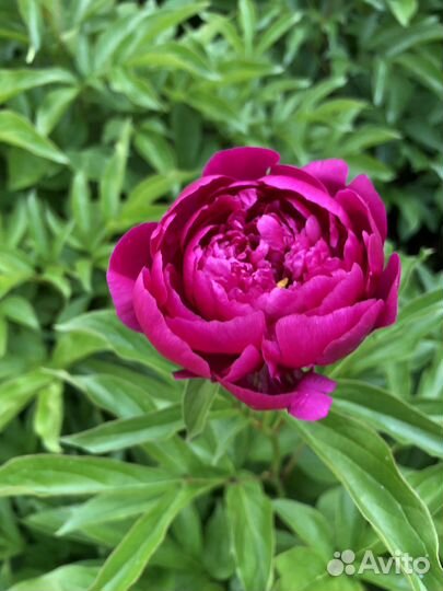 Пионы саженцы