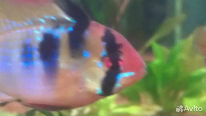 Обслуживание аквариума