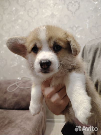 Вельш-корги пемброк