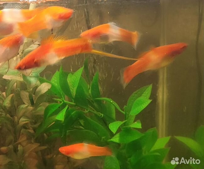 Аквариумные рыбки