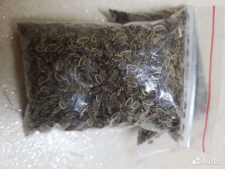 Семена укропа