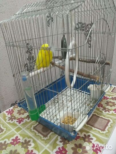 Волнистый попугай с клеткой