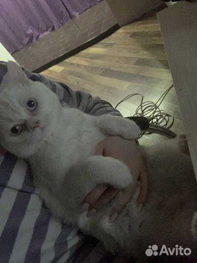 Персидский кот