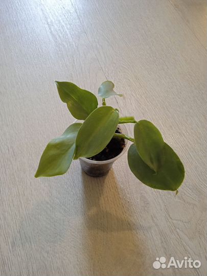 Эпипремнум, сциндапсус, филодендрон