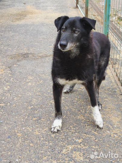 Спасите малыша из приюта