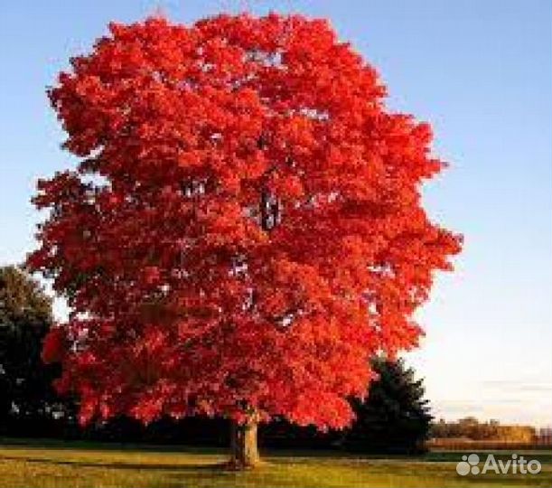 Дуб красный американский