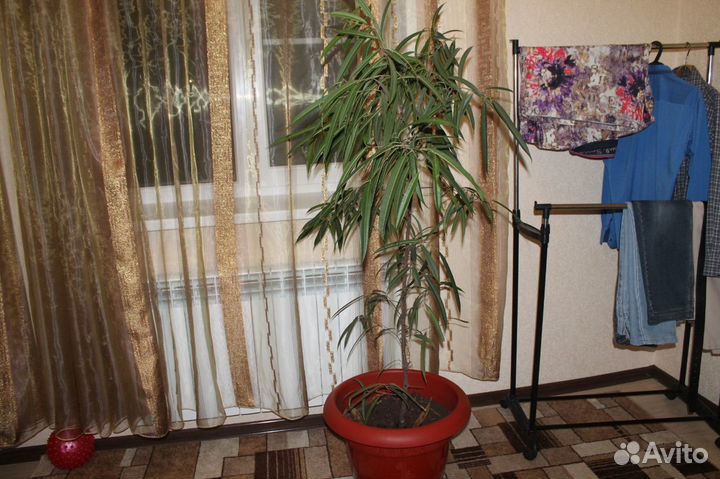 Живые,большие и красивые