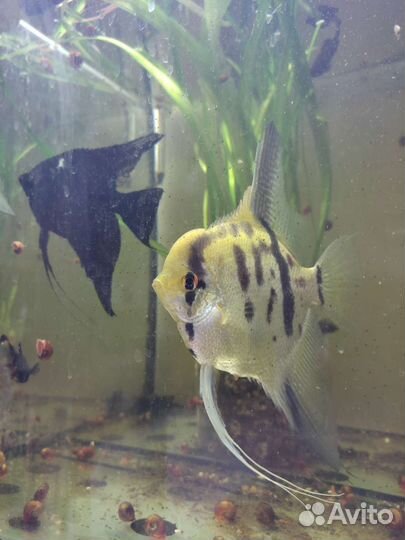 Рыбки и растения для аквариума