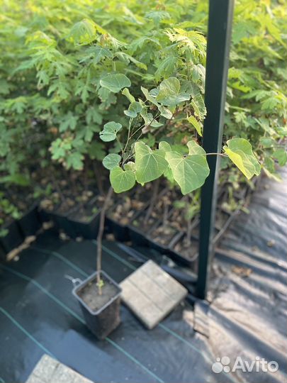 Церцис канадский