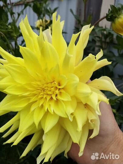 Георгины клубни