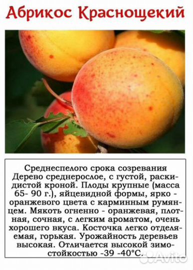 Саженцы абрикос
