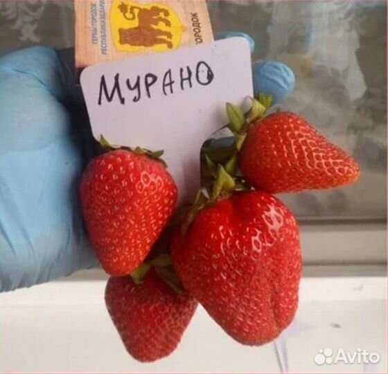 Рассада клубника клери Азия и ремонтантные