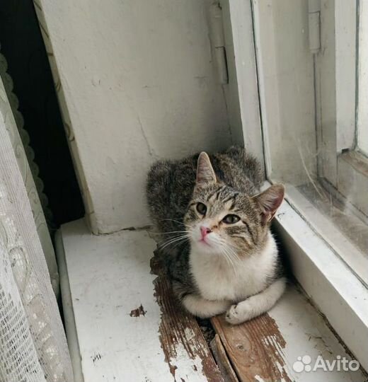В добрые руки