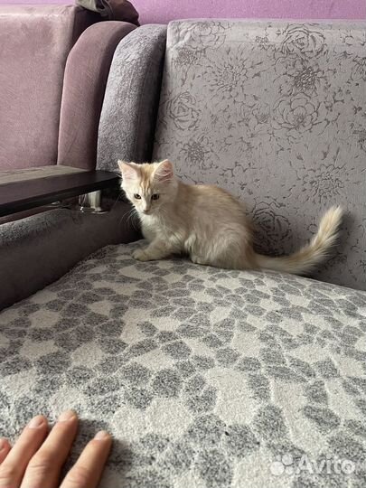 Котята мейкун