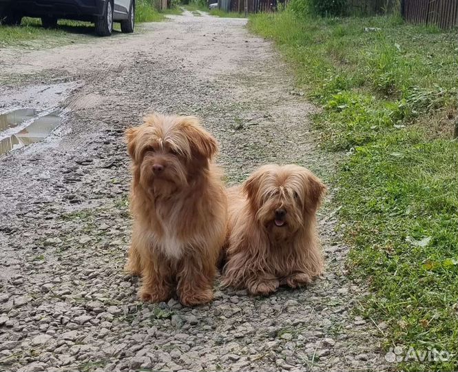 Собачки ищут дом