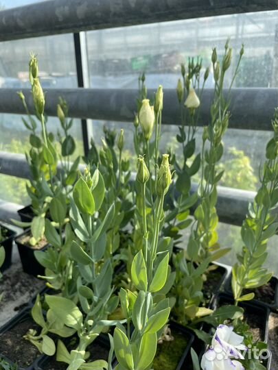 Эустома (лизиантус) микс