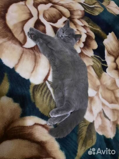 Ищу кота для вязки