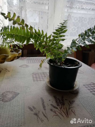 Папоротник