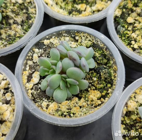 Суккуленты: Graptoveria Cupid