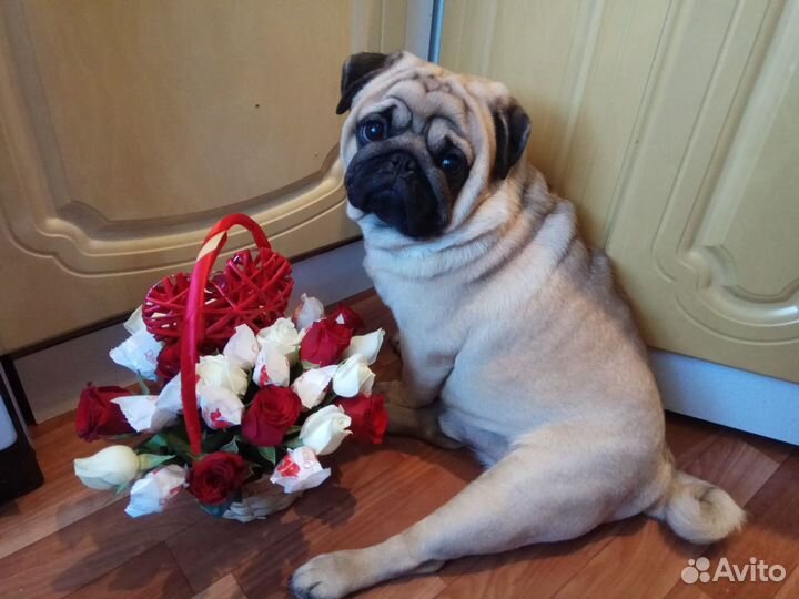 Вязка мопса