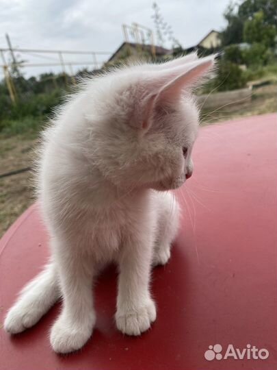 Кошка девочка с голубыми глазами