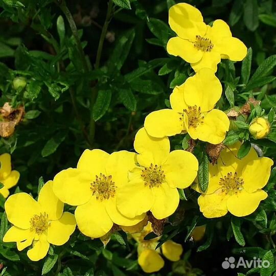 Лапчатка кустарниковая/курильский чай