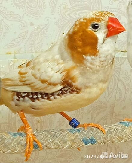 Зебровые амадины, птички