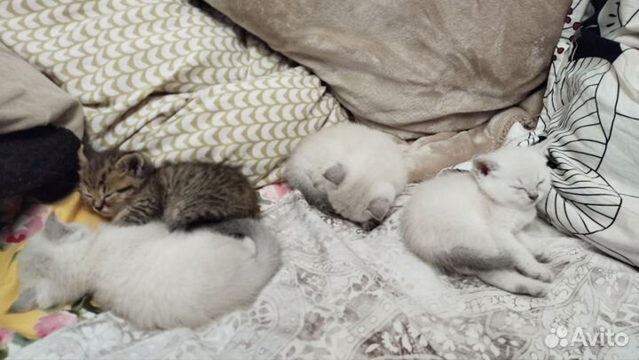 Британские котята
