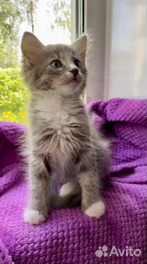 Котята в добрые руки мальчики