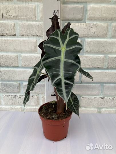 Алоказии разных сортов из питомника растений