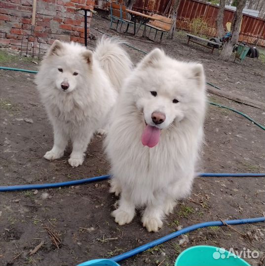 Самоедская лайка