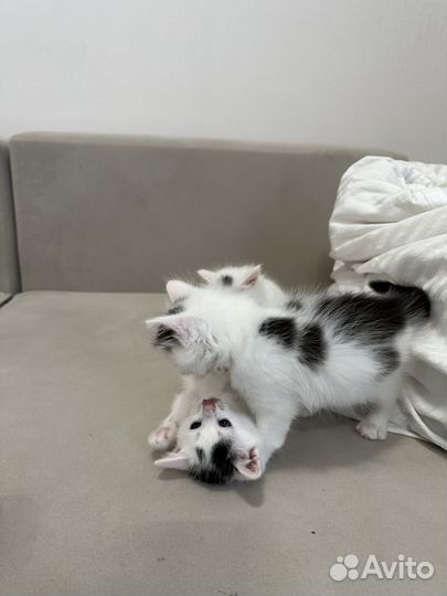 Сибирские котята