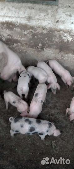 Поросята ландрас