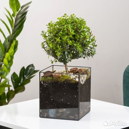 Мирсина африканская, стеклянное кашпо