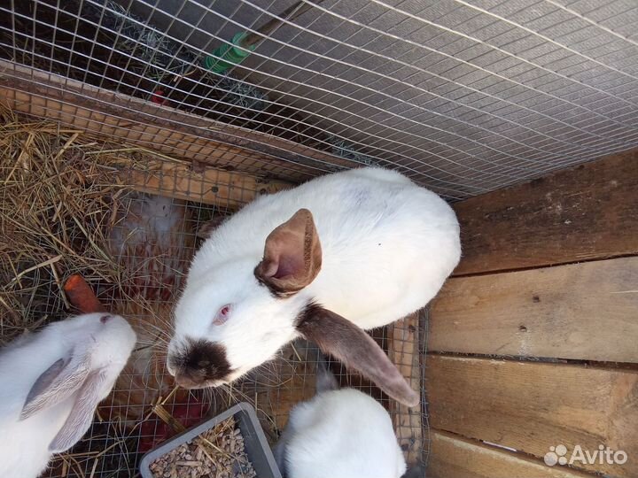 Калифорнийкие кролики