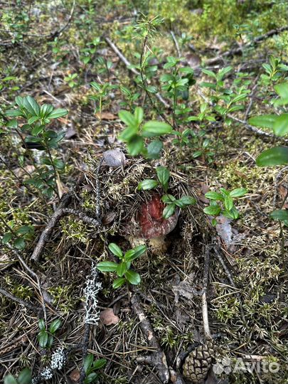 Белые грибы свежие