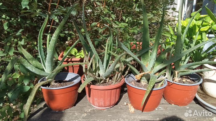 Алоэ лечебный