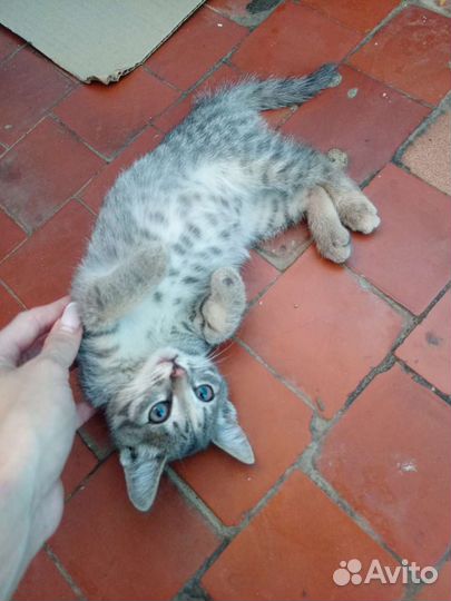 Кошка в дар бесплатно