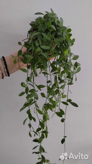 Дисхидии, хойи