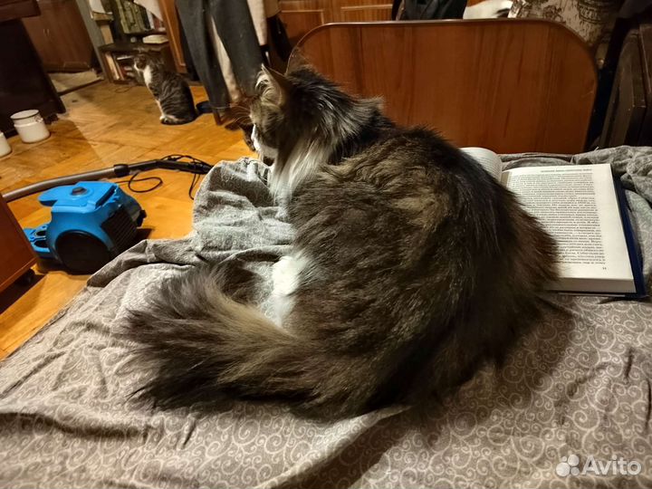 Кошка в дар