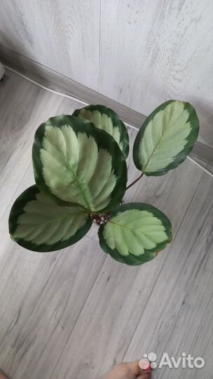 Калатея Корона