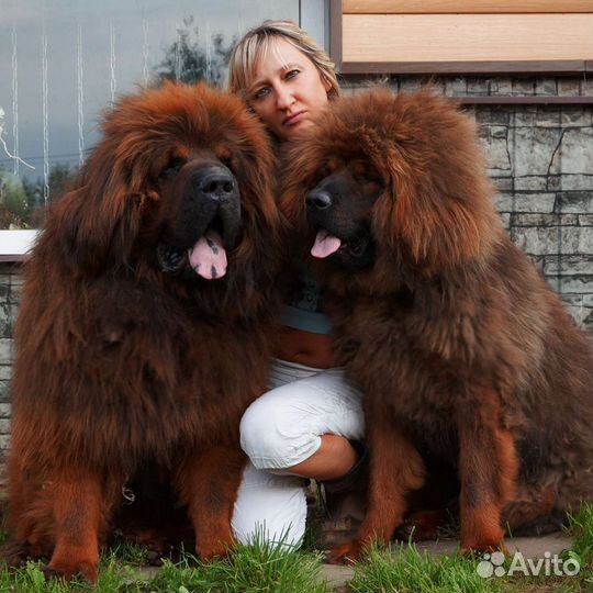 Мастифа тибетского щенков китайских премиум-линий