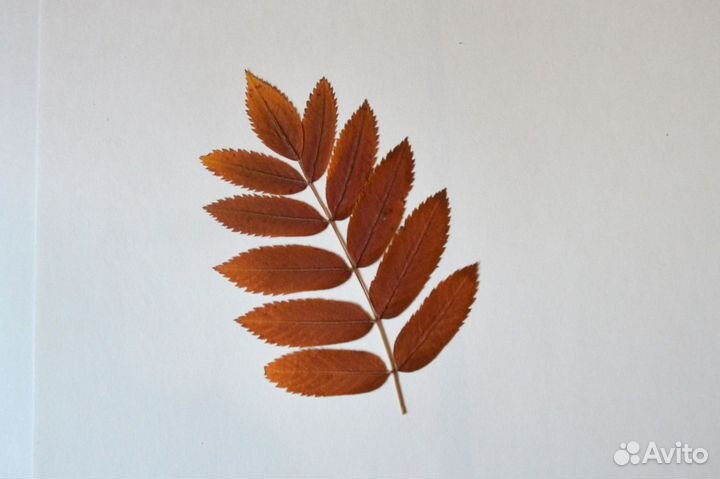 Гербарий. 9 шт. Для поделок, аппликаций в школу, д