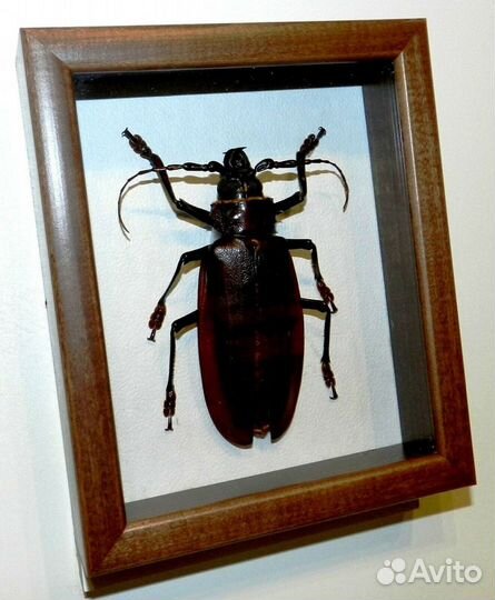 Жук в рамке Дровосек-титан. Самый большой