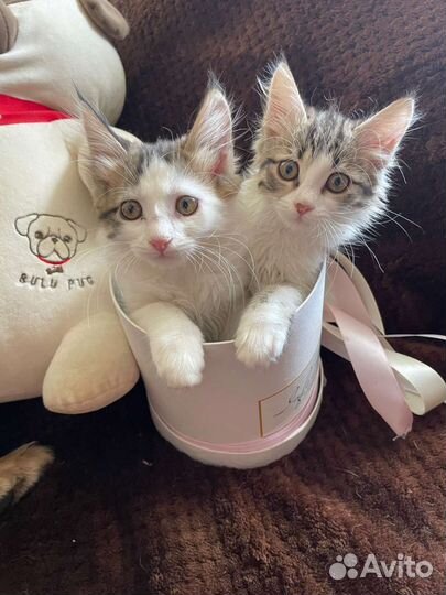 Домашнии котята