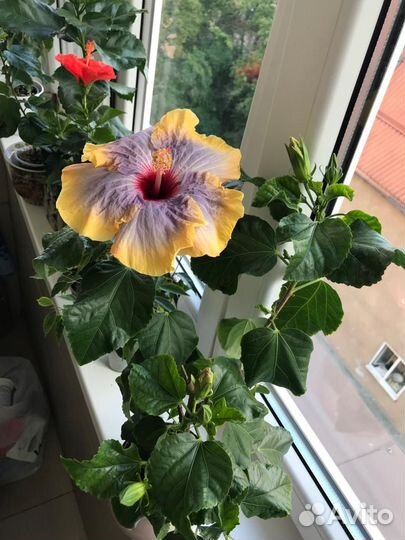 Сортовой гибискус Togetherness, черенок