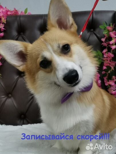 Гигиена, стрижка, экспресс линька собак и кошек